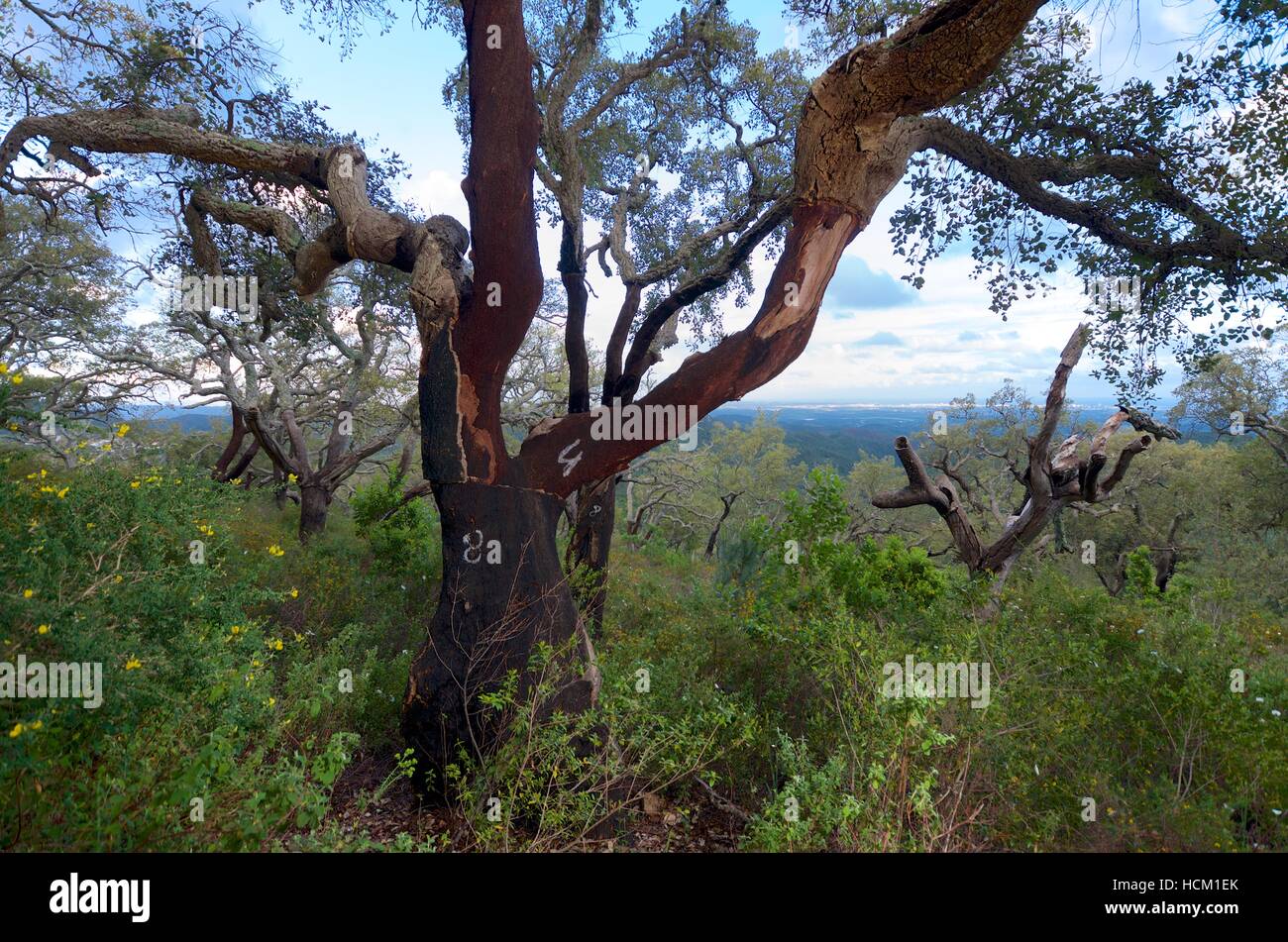 Alberi da sughero nella Serra de monchique, Portogallo Foto Stock