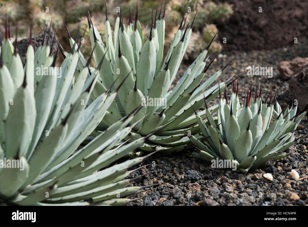 Il giardino dei cactus - piante succulente giardino, aloe Foto Stock