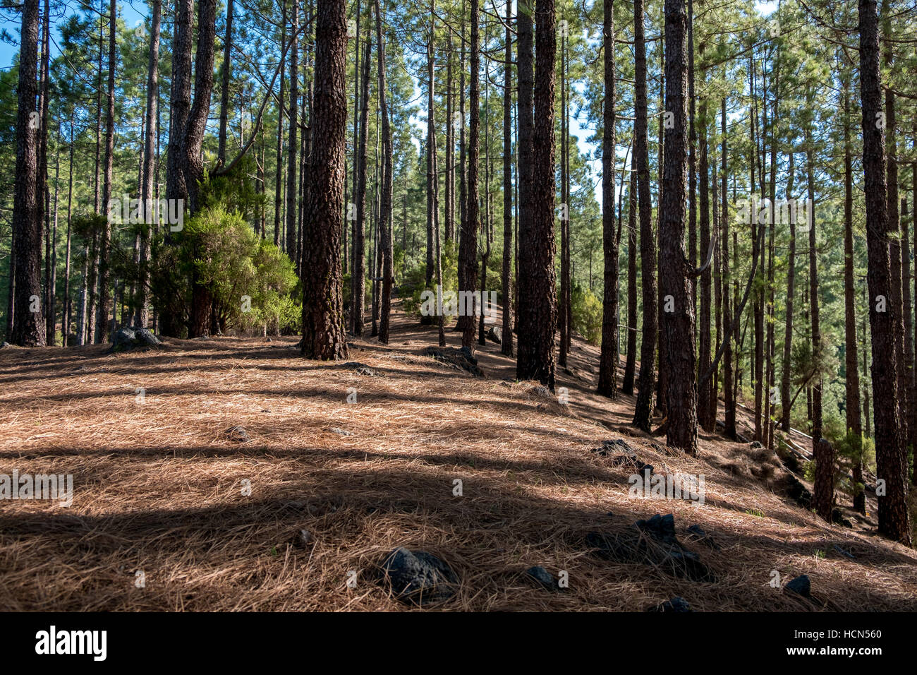 All'interno della foresta di pini / foresta di conifere Foto Stock