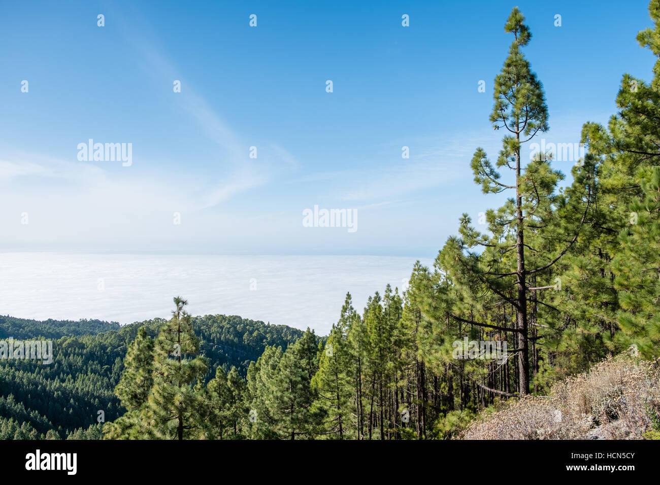 La foresta di conifere nel paesaggio di montagna sopra le nuvole Foto Stock