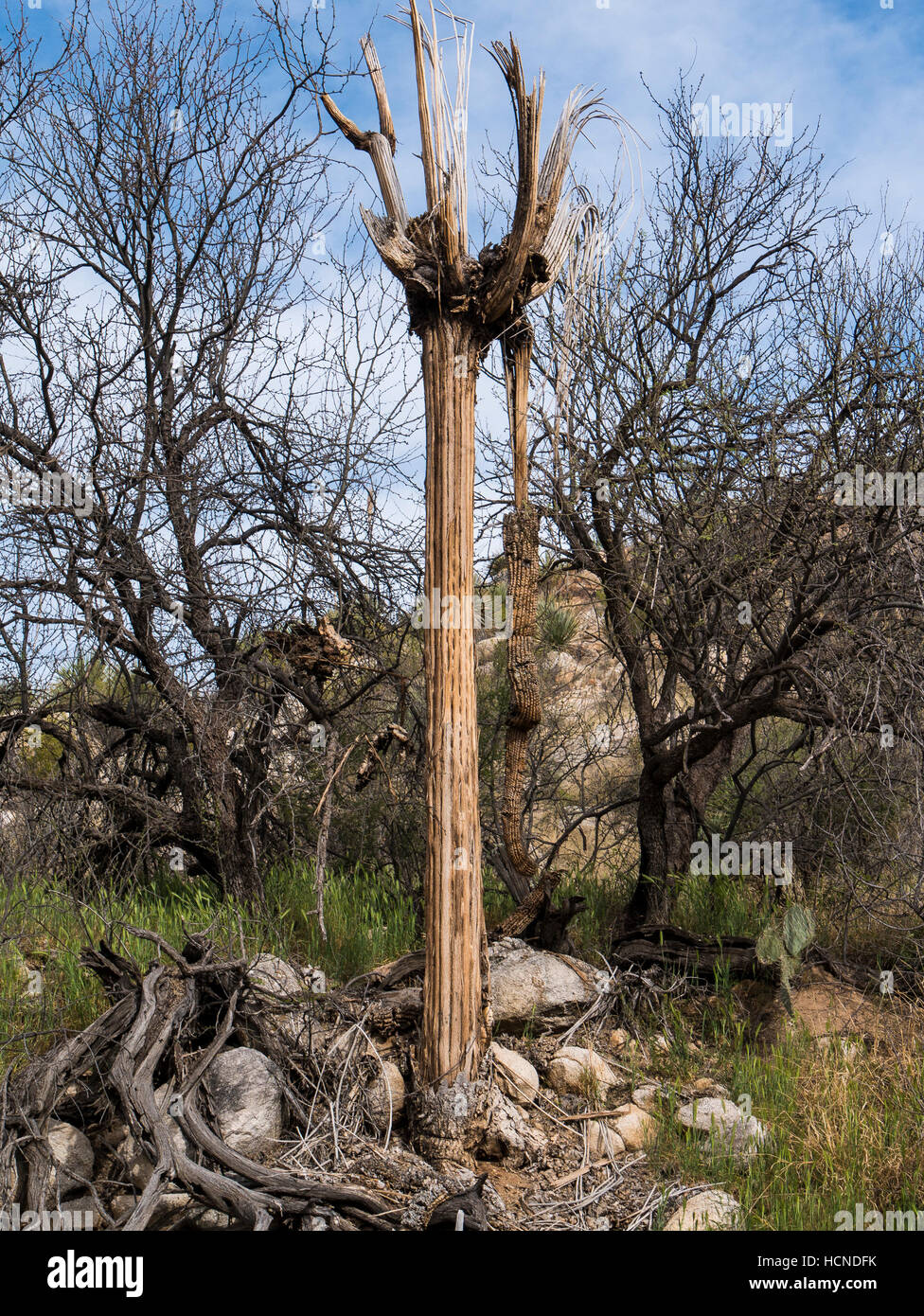 Saguaro morto, Bird Loop Trail, Stato Catalina Park, Tucson, Arizona. Foto Stock