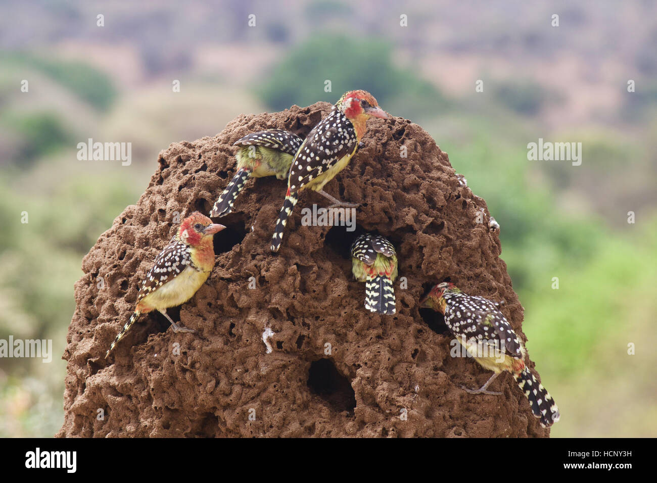 Rosso-giallo Barbets festa su termiti Foto Stock