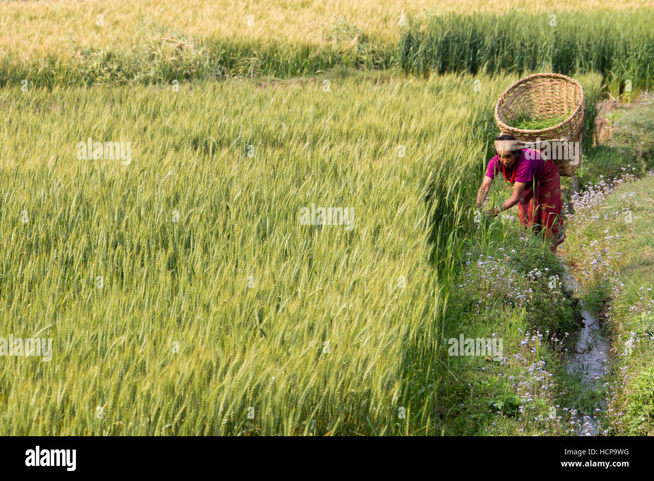 Donna di erba raccolta intorno a un campo di riso per alimentare il suo bestiame nel quartiere Sindupalchuk, Nepal Foto Stock