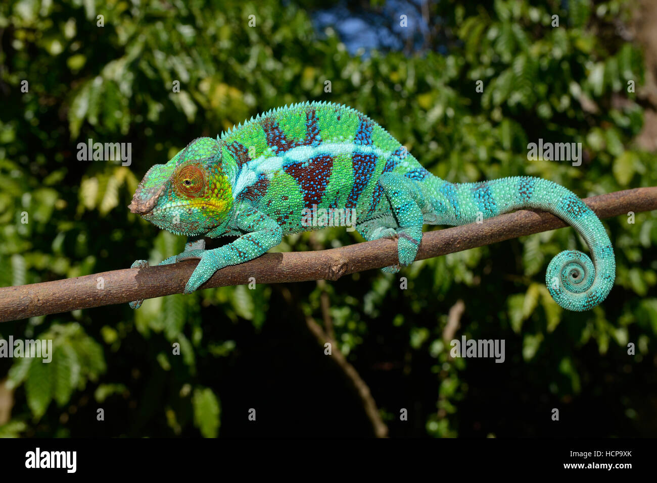Panther chameleon (Furcifer pardalis), maschio, Ambanja, Madagascar Foto Stock
