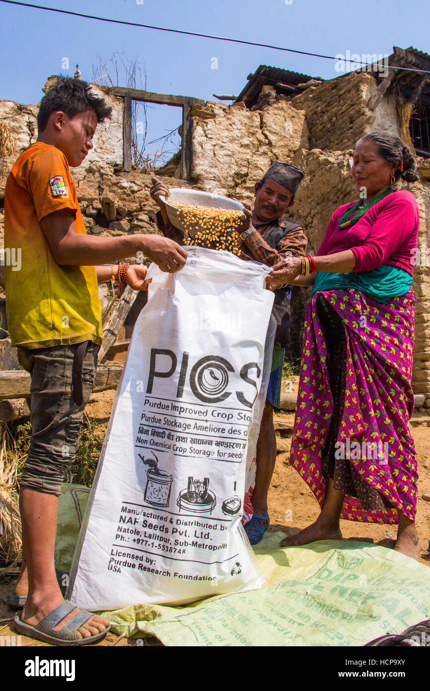 Purdue migliorato lo stoccaggio dei raccolti in sacchi, Sindupalchuk District, Nepal Foto Stock