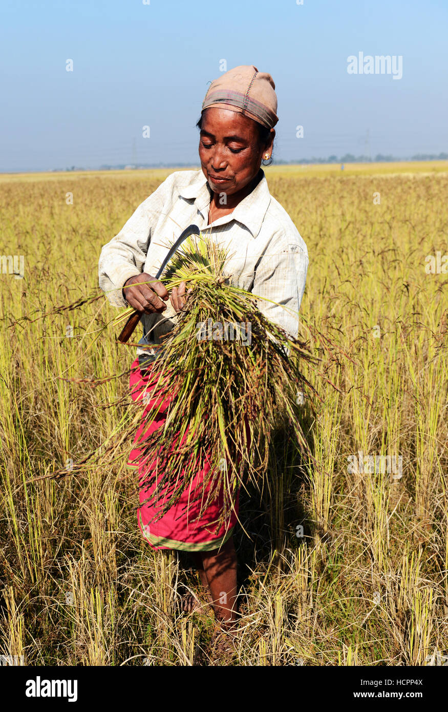 I campi di risone raccolto di Assam, in India. Foto Stock