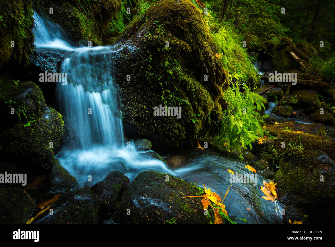 La cascata di sfondo verde spessa Moss bella cascata e foglie di autunno Foto Stock