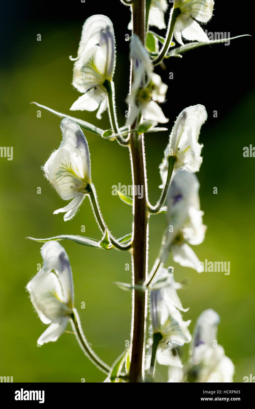 Variante bianca di colombiana monkshood o western monkshood (Aconitum columbianum) in fiore in Oregon Wallowa della montagna. Foto Stock