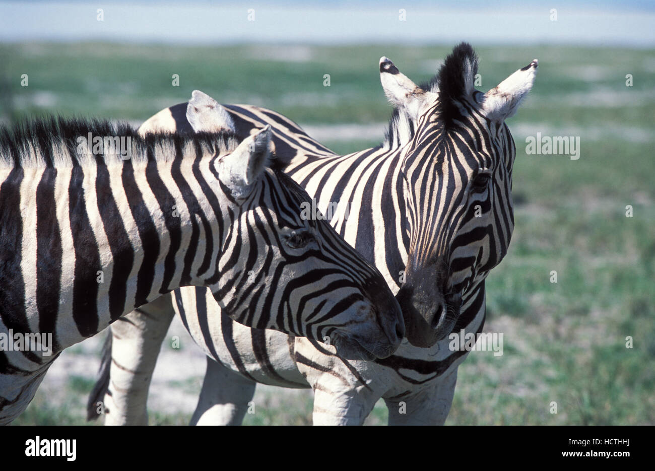 Due Burchells Zebbras Equus burchelli, lo sfregamento dei nasi, Etosha Ntl. park, Namibia, Africa Foto Stock