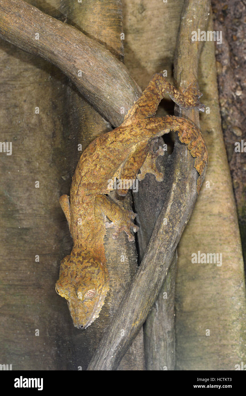 Foglie giganti-tailed Gecko - Uroplatus fimbriatus - Madagascar Foto Stock