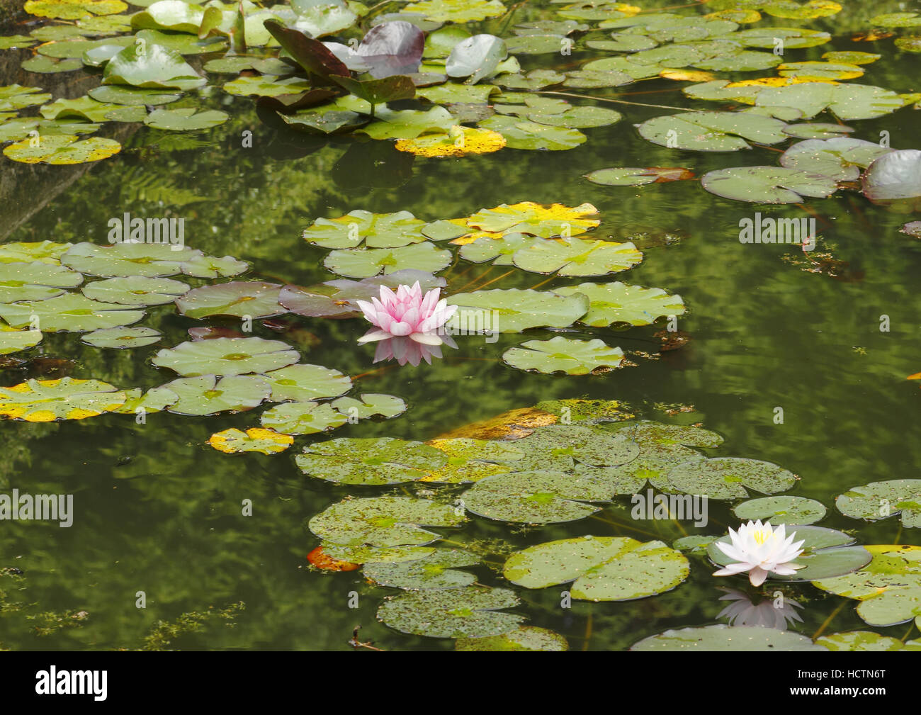 Ninfea Bianca (Nymphaea) Foto Stock