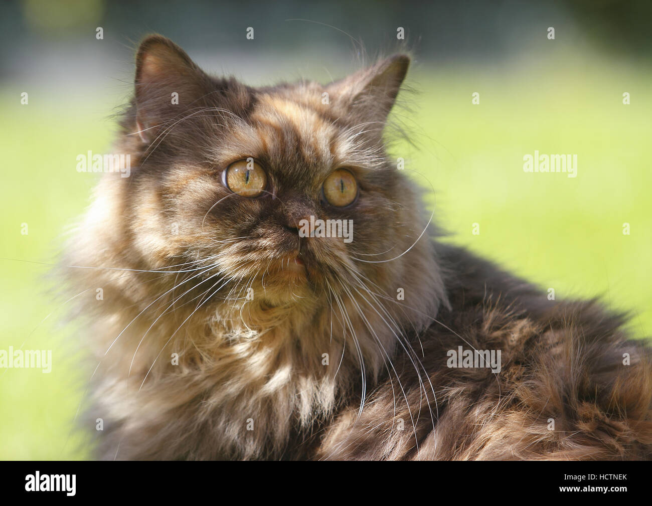 British longhair cat Foto Stock