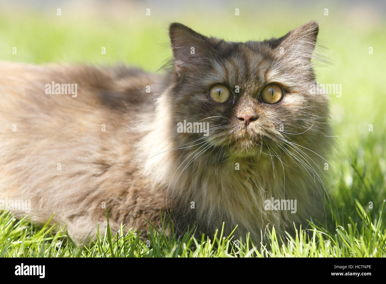 British longhair cat Foto Stock
