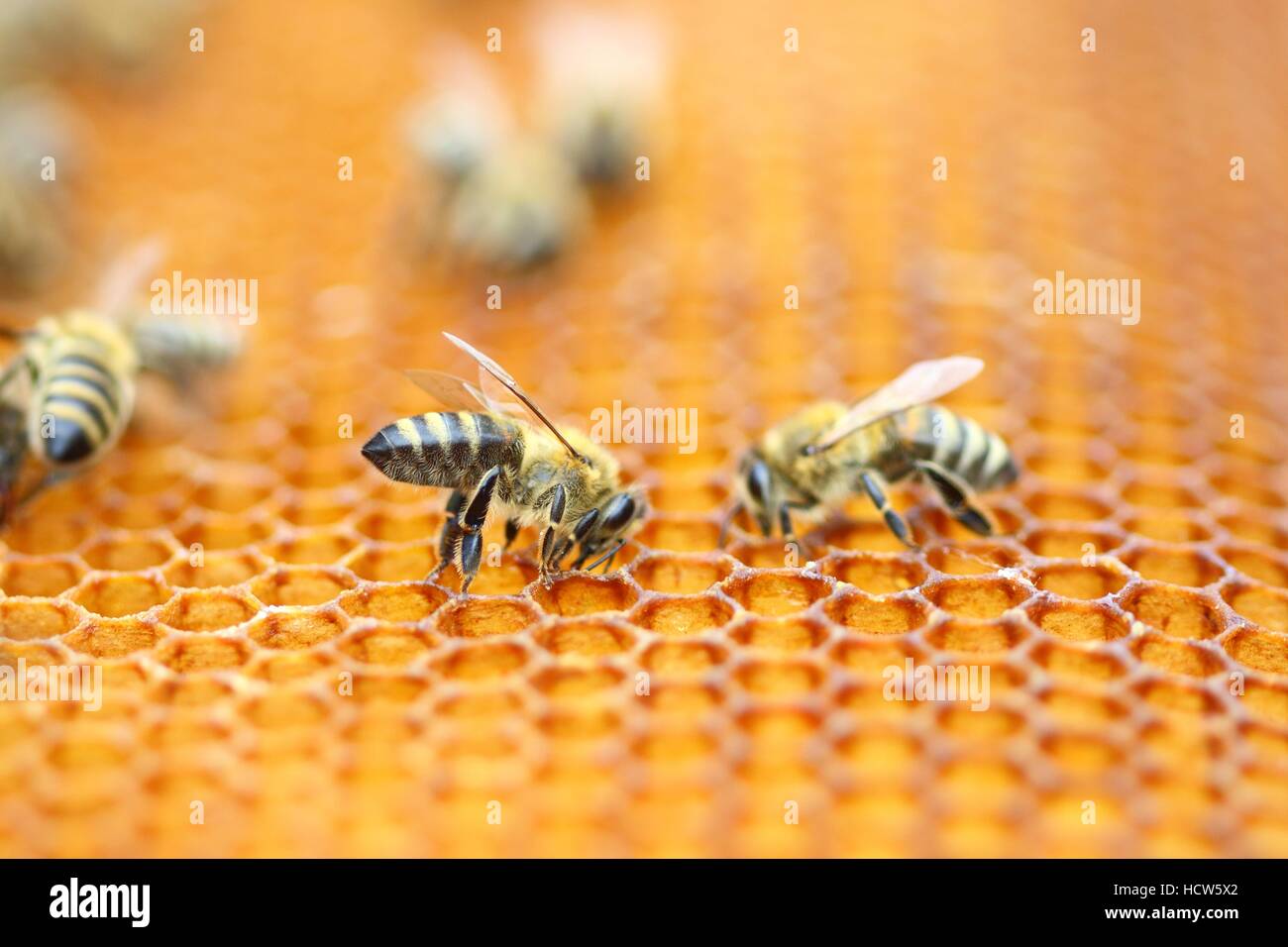 Le api di lavoro in favo di miele Foto Stock
