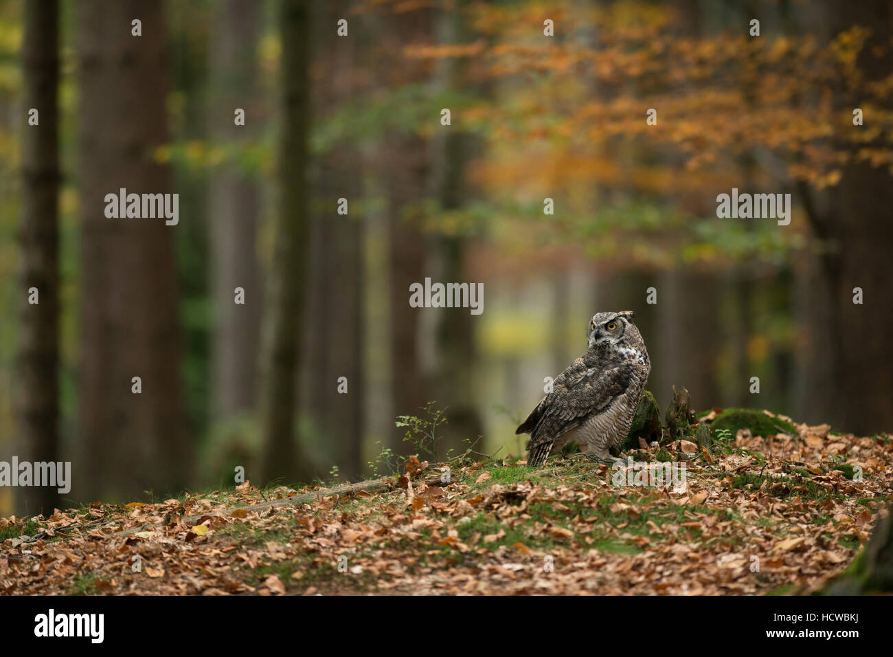 Grande Gufo cornuto / Tiger Owl / Virginia-Uhu ( Bubo virginianus ) seduta sul terreno di un colore autunnale bosco misto. Foto Stock