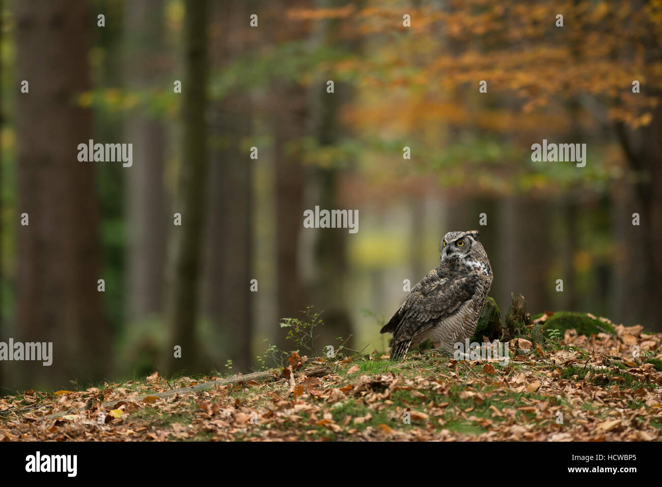 Grande Gufo cornuto / Tiger Owl / Virginia-Uhu ( Bubo virginianus ) seduta sul terreno di un colore autunnale bosco misto. Foto Stock