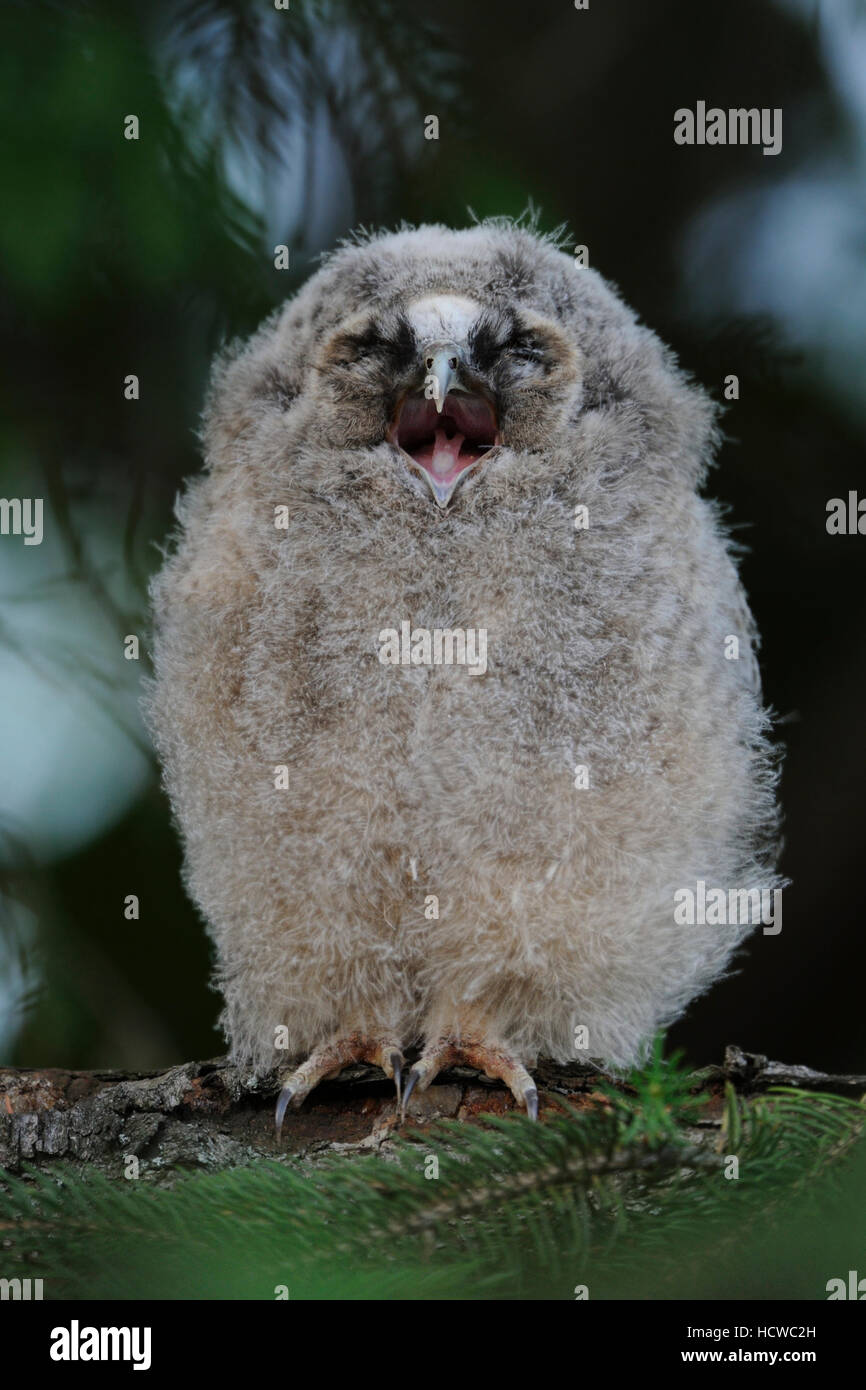 Gufo comune ( Asio otus ), chick appollaiato in una conifera, regurgitating i residui di cibo, sembra divertente, sembra che il suo urlo. Foto Stock