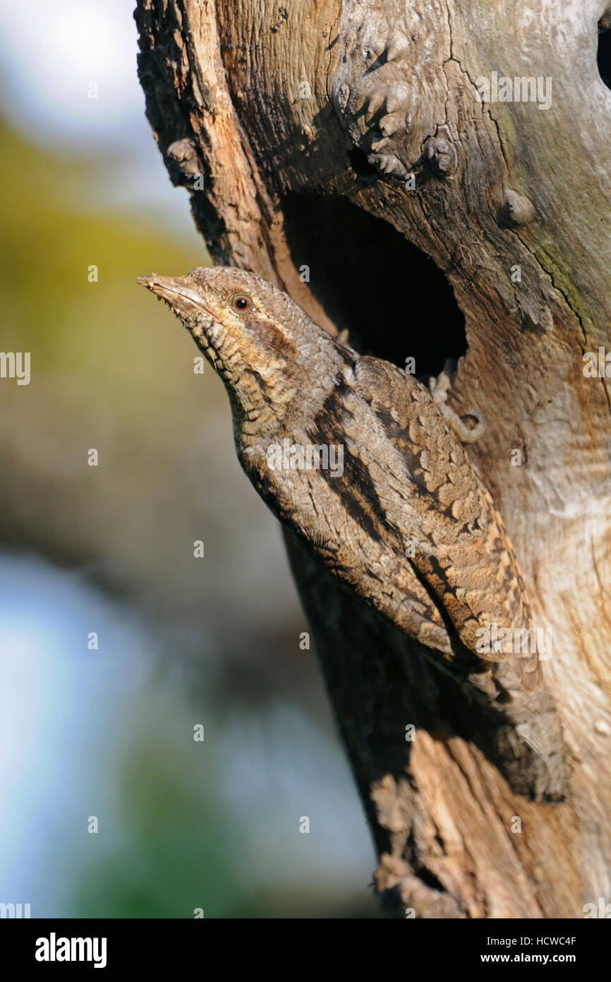 Eurasian spasmodico / Wendehals ( Jynx torquilla ) nella parte anteriore del suo foro di nesting, guardando indietro sopra la sua spalla per la sicurezza, tipica posa. Foto Stock