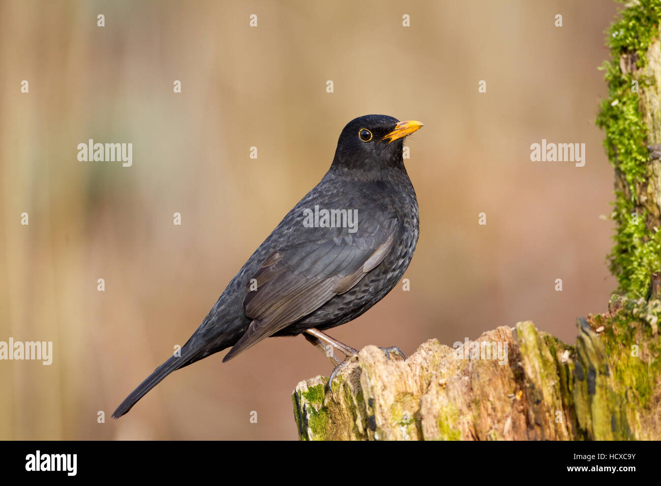 Merlo maschio (Turdus merula) appollaiato su un moncone di registro nel profilo con fondo diffuso Foto Stock