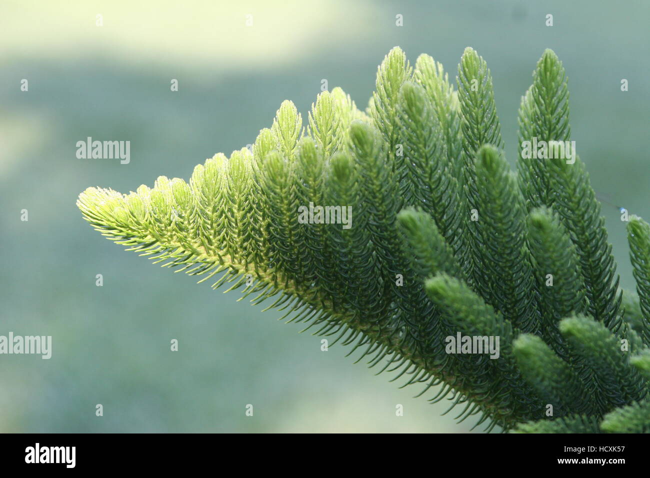 Araucaria Foto Stock