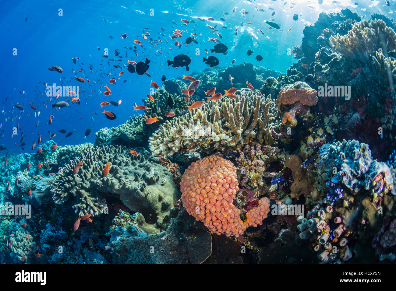 La profusione di coralli duri e molli come anche pesci di scogliera sott'acqua di Batu Bolong, Parco Nazionale di Komodo, Mare Flores, Indonesia Foto Stock