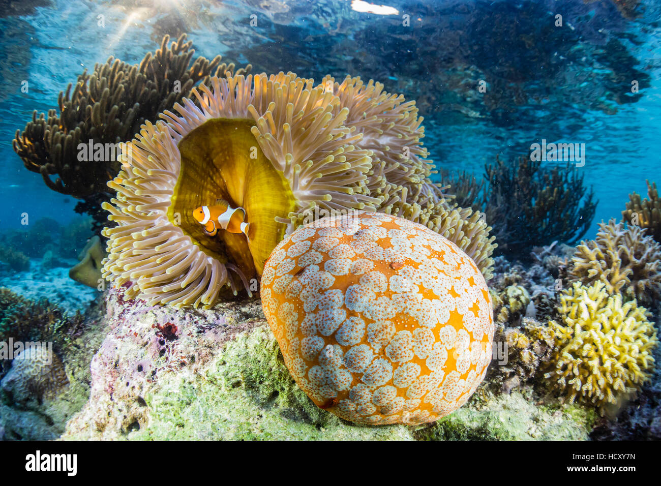 False clown anemonefish (Amphiprion ocellaris), Sebayur isola, Isola di Komodo National Park, Indonesia Foto Stock