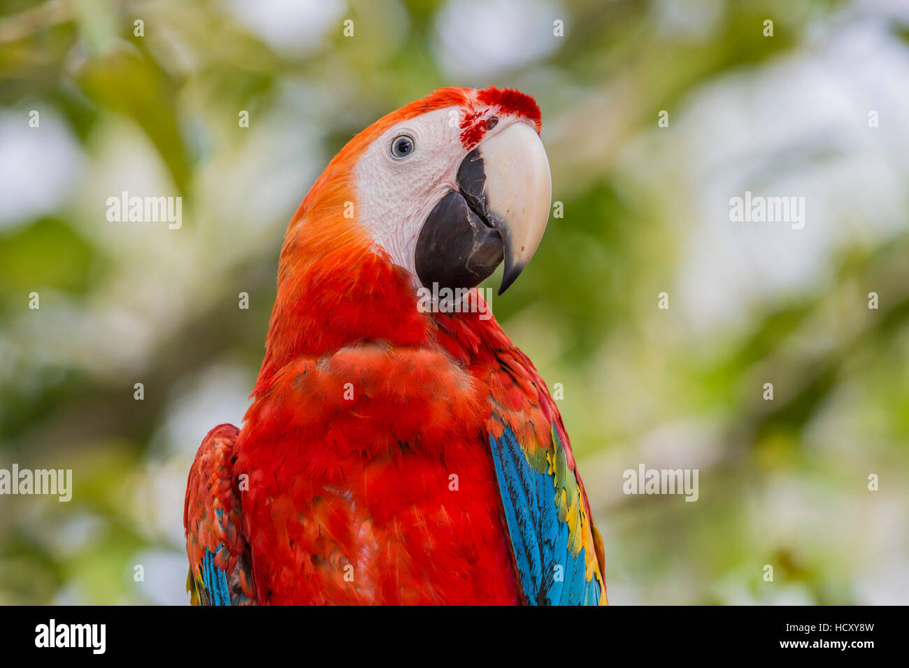 Adulto scarlet macaw (Ara Macao), Amazon National Park, Loreto, Perù Foto Stock