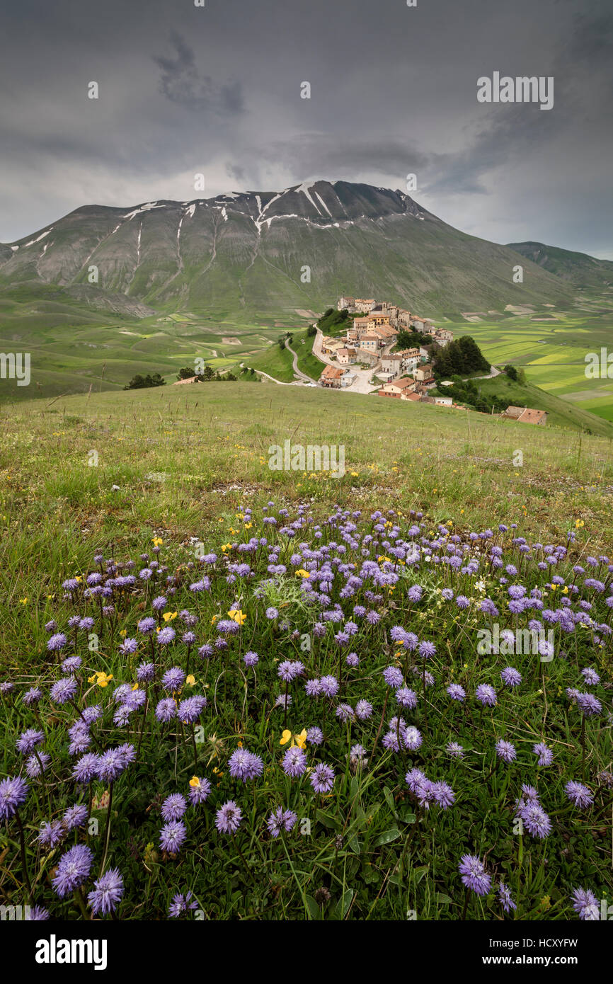 Fiori colorati in fiore il telaio il borgo medievale, Castelluccio di Norcia, in provincia di Perugia, Umbria, Italia Foto Stock