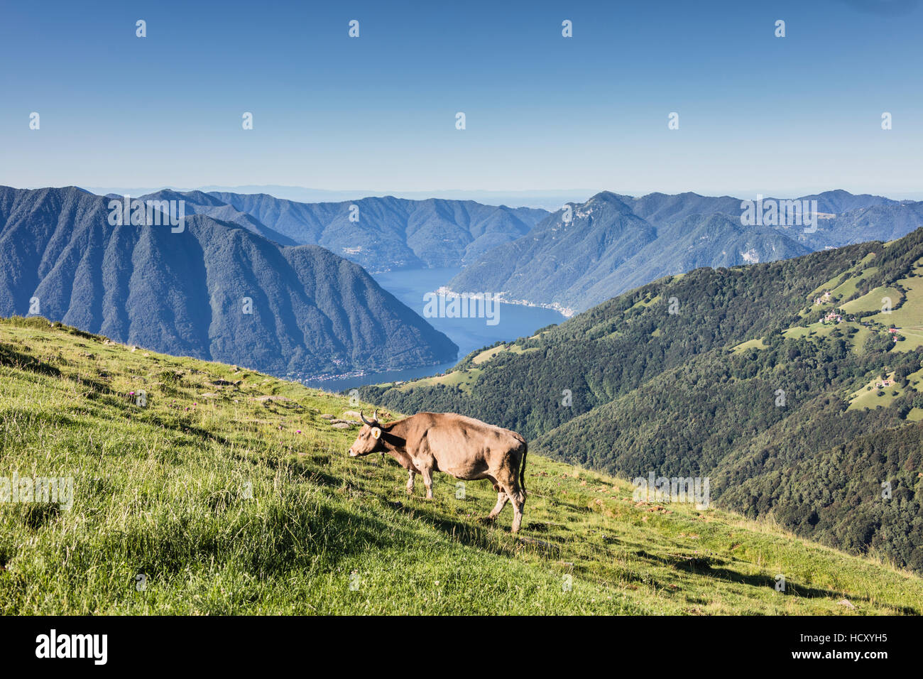 Vacca in verdi pascoli con il lago di Como e picchi in background Gravedona, provincia di Como, laghi italiani, Lombardia, Italia Foto Stock