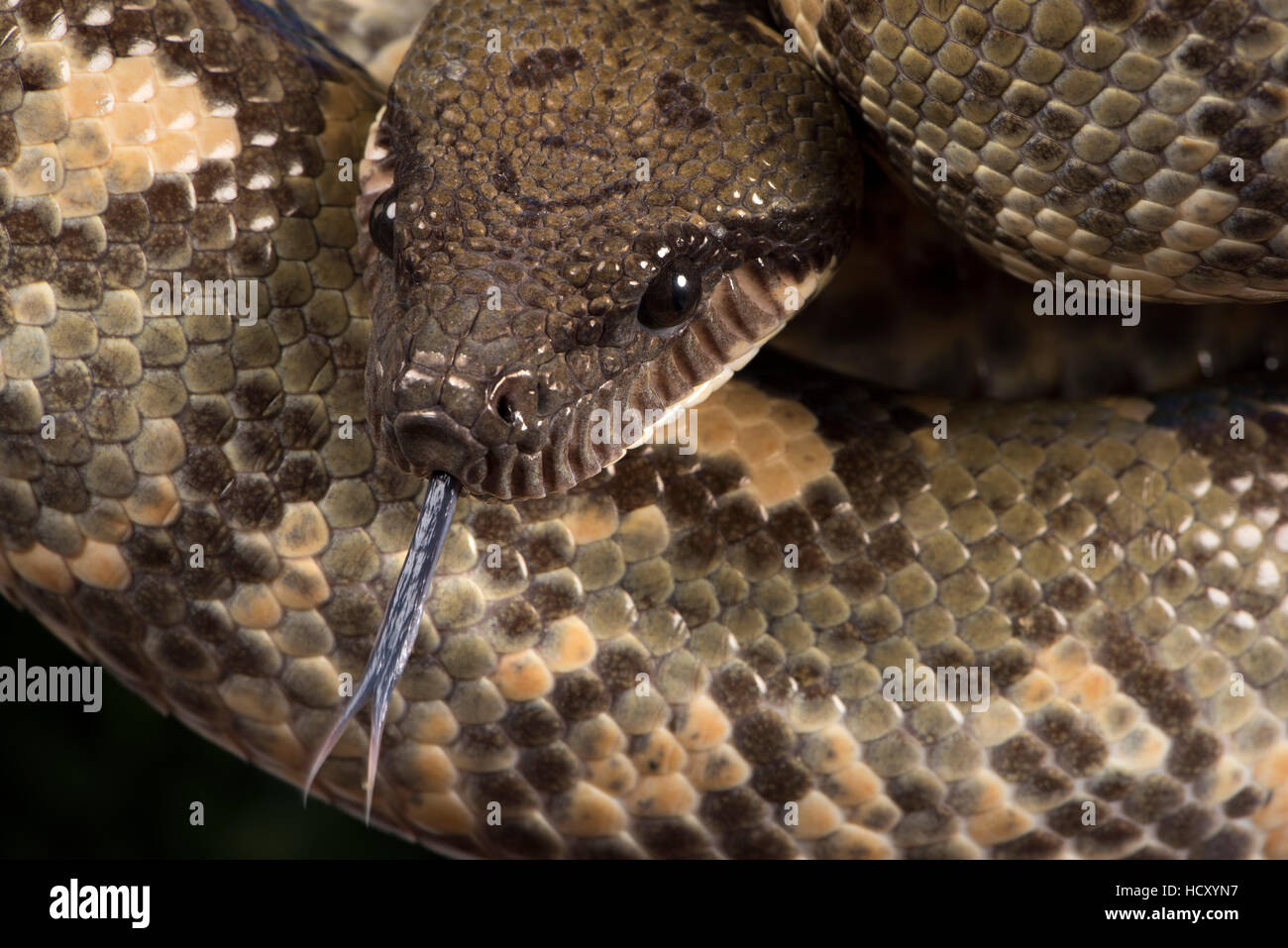 Madagascan Tree Boa (Sanzinia Madagascariensis), captive, Madagascar, Africa Foto Stock