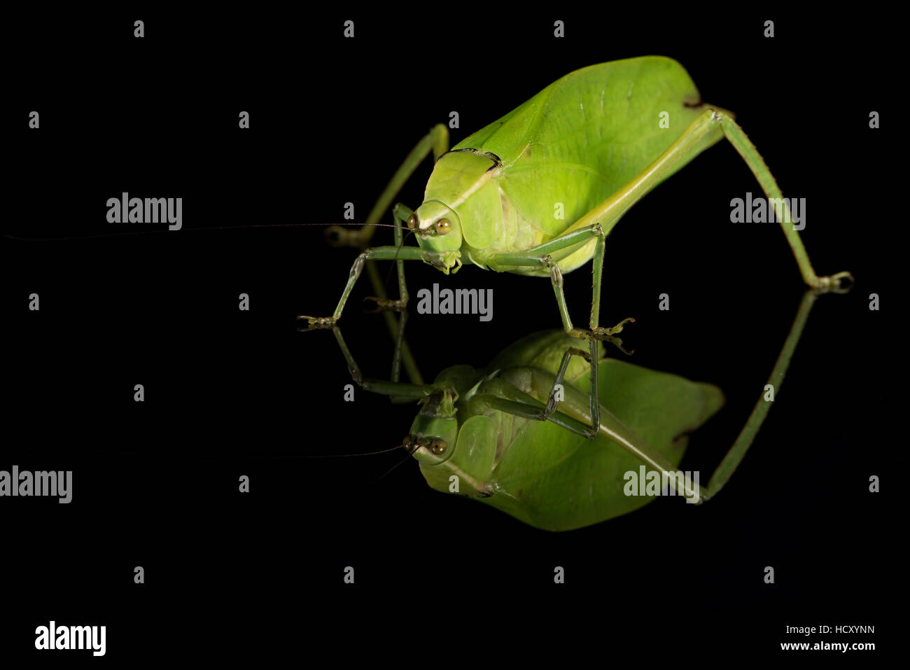 Katydid (Tettigoniidae), captive, Costa Rica Foto Stock