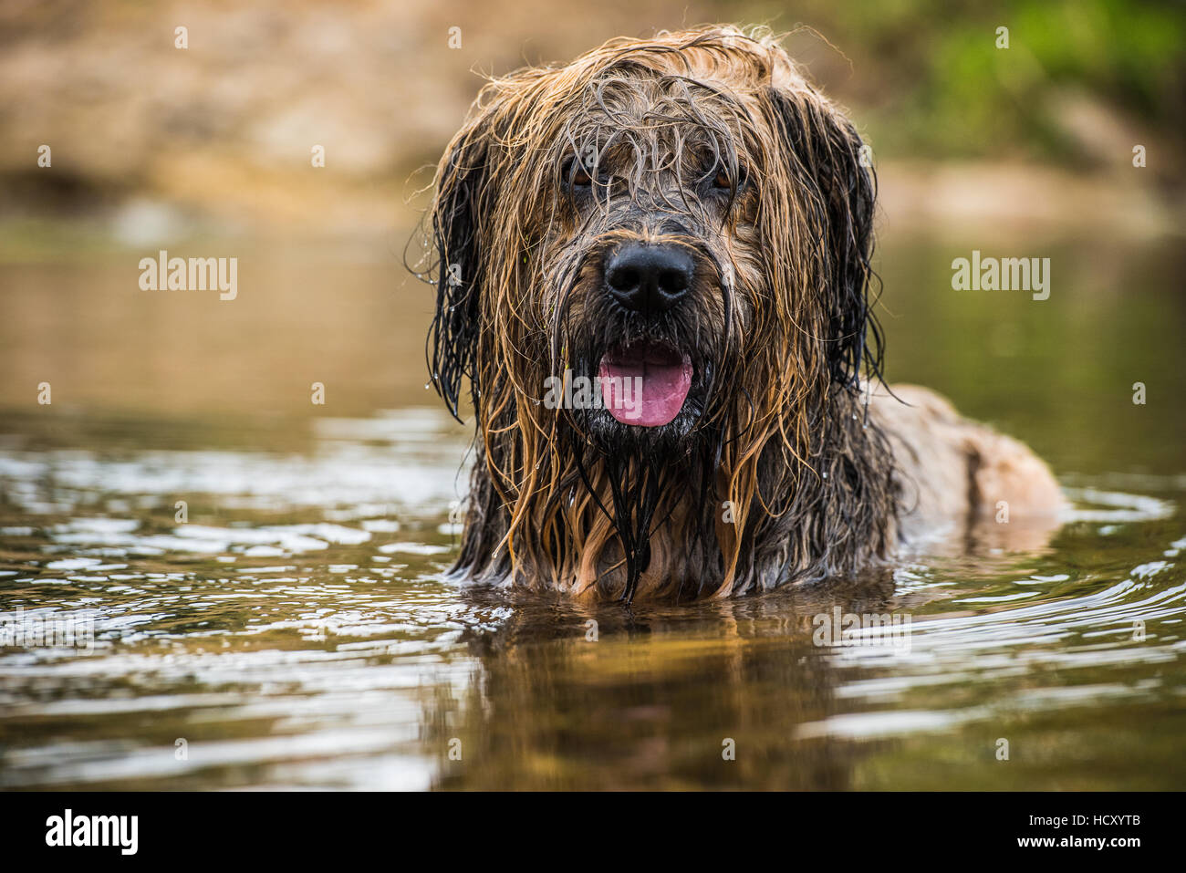 Briard in acqua, REGNO UNITO Foto Stock