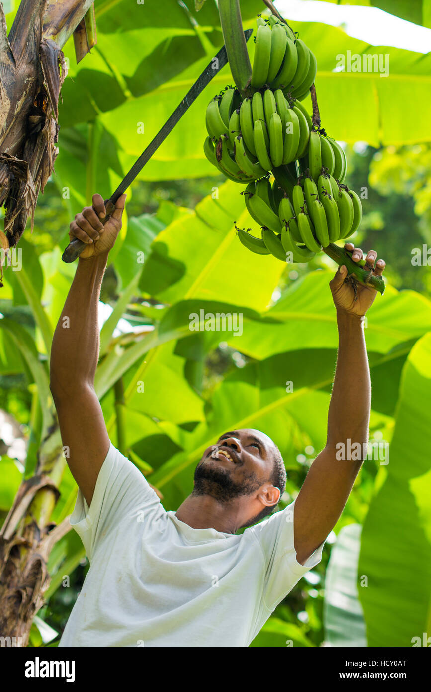 Un uomo raccoglie le banane di Castara Bay sull'isola caraibica di Tobago Trinidad e Tobago, West Indies, dei Caraibi Foto Stock