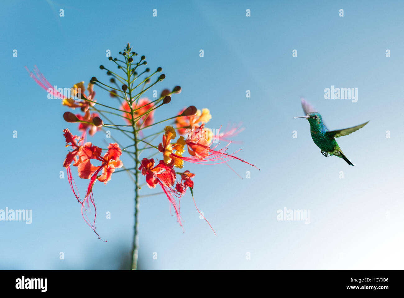 Un colibrì in Castara Bay sull'isola caraibica di Tobago Trinidad e Tobago, West Indies, dei Caraibi Foto Stock