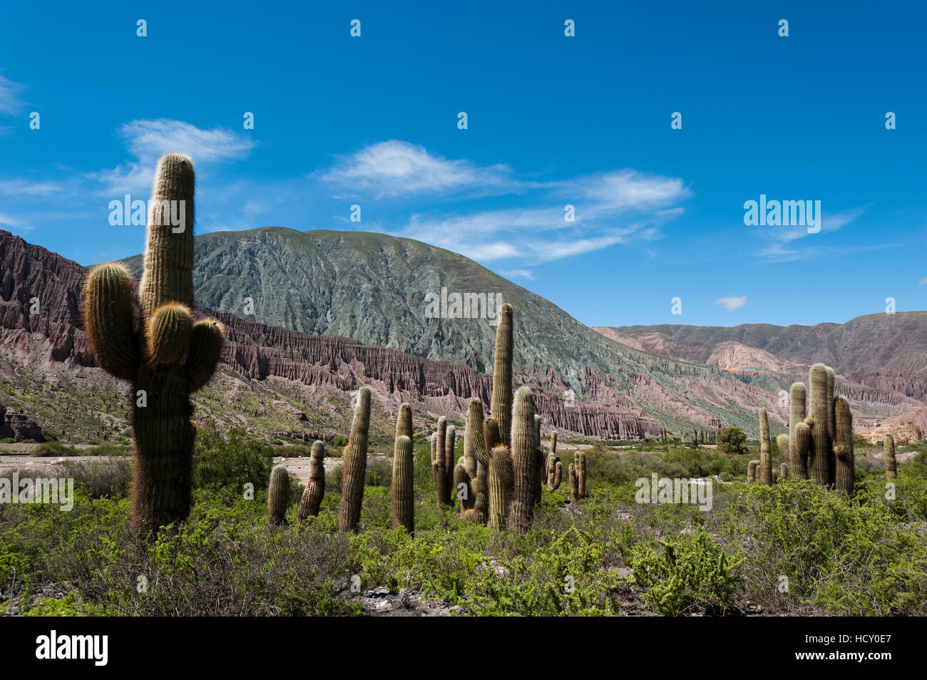 Torreggianti cactus al torturato Jujuy paesaggio, Argentina Foto Stock