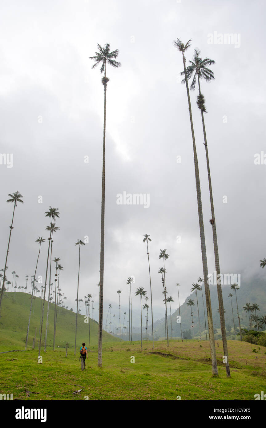 La lussureggiante valle Cocora, parte di Los Nevados National Park, principali home per il paese del albero nazionale, Colombia Foto Stock