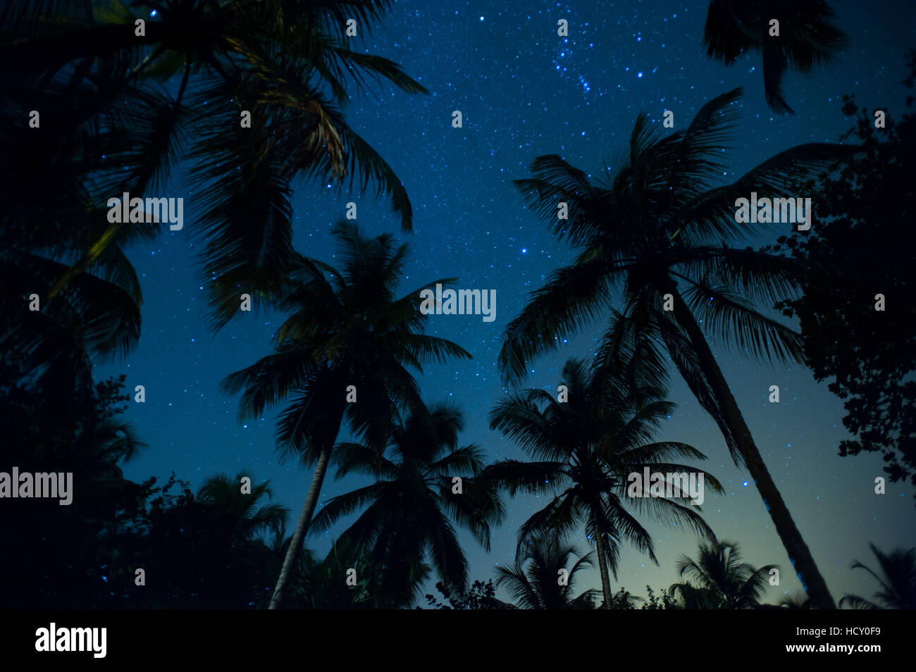 Ondeggianti fronde di palma e stelle a Palomino sulla costa dei Caraibi della Colombia Foto Stock