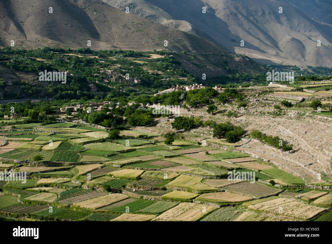 Campi di grano nella valle del Panjshir, Afghanistan Foto Stock