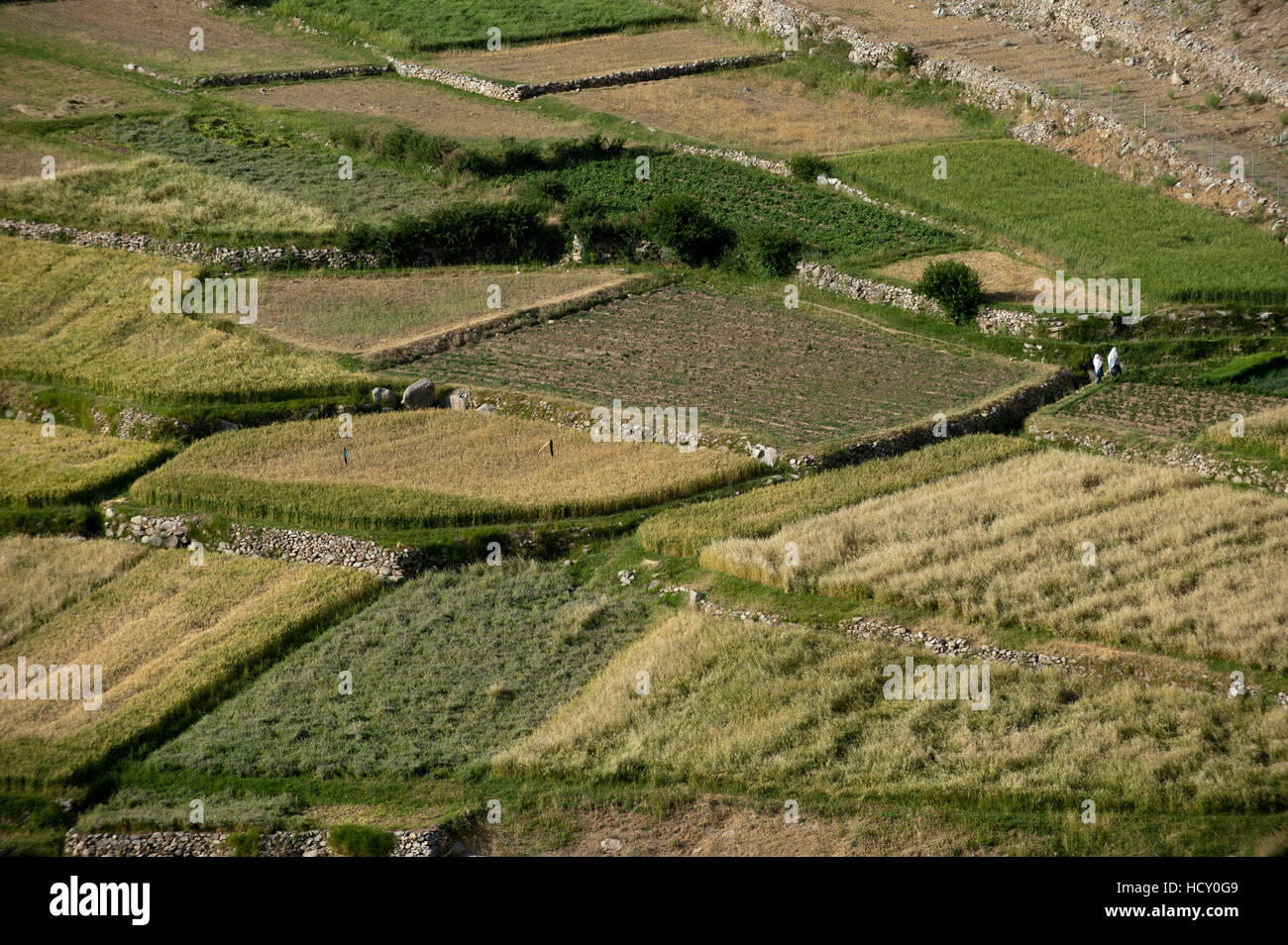Campi di grano nella valle del Panjshir, Afghanistan Foto Stock