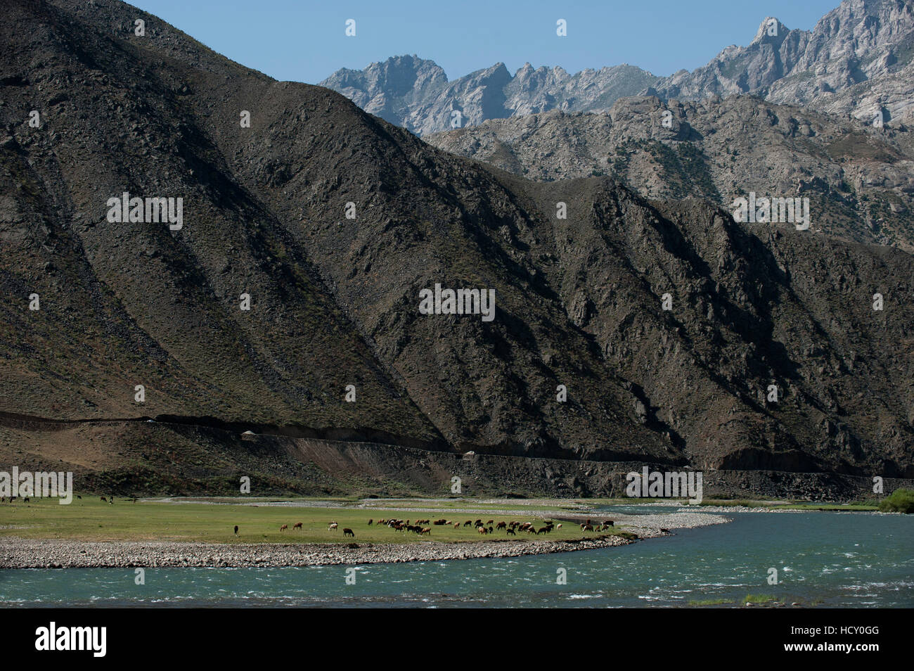 Capre pascolano lungo la sponda del fiume Panjshir in Afghanistan Foto Stock