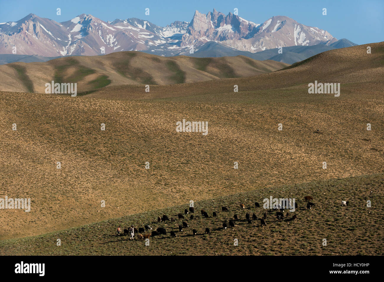Un pastore con le sue pecore e capre nella provincia di Bamiyan, Afghanistan Foto Stock