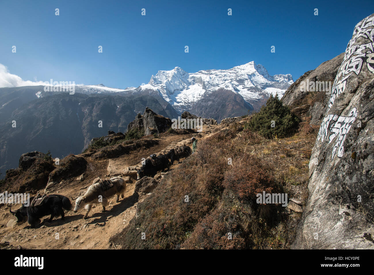 Yak fanno la loro strada verso il basso dal Campo Base Everest a raccogliere di più materiali di consumo, con Kongde il picco nella distanza, Nepal Foto Stock