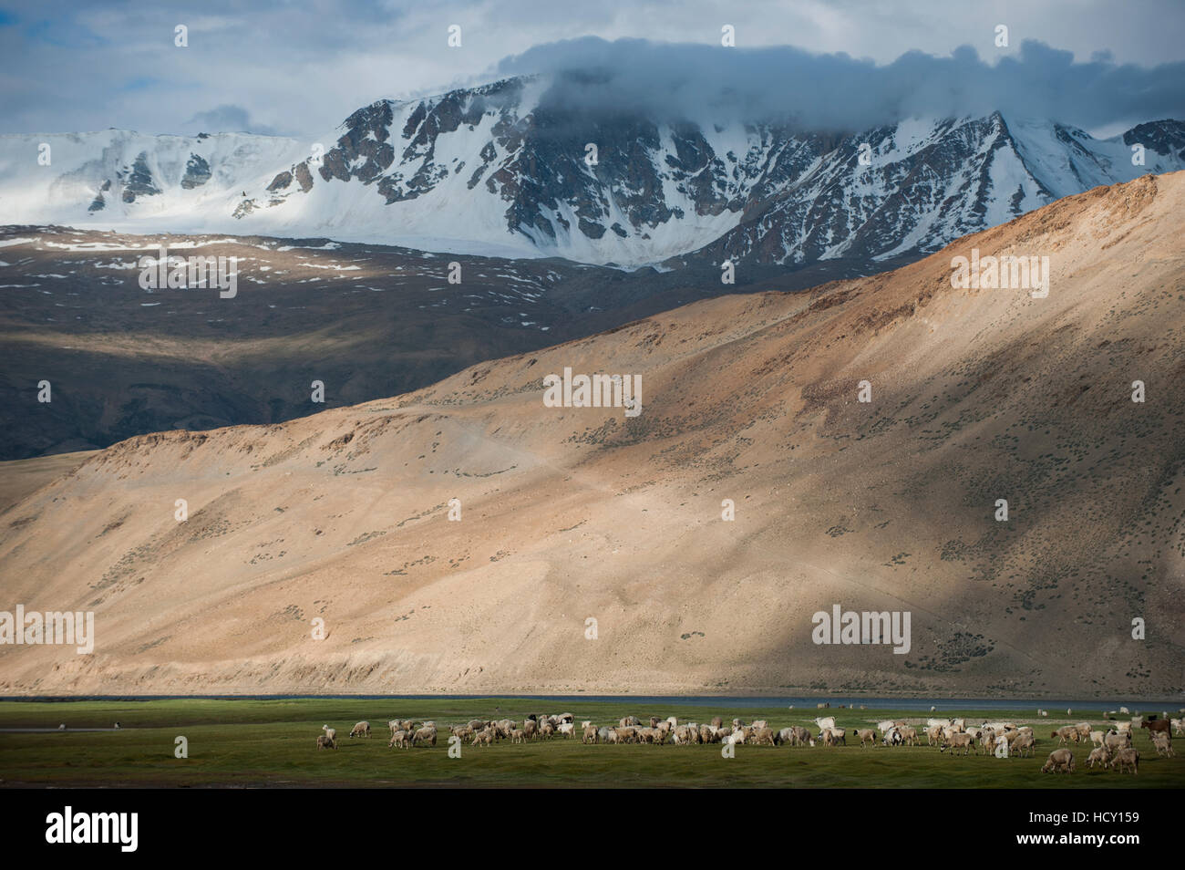 Montagne del Ladakh, India Foto Stock