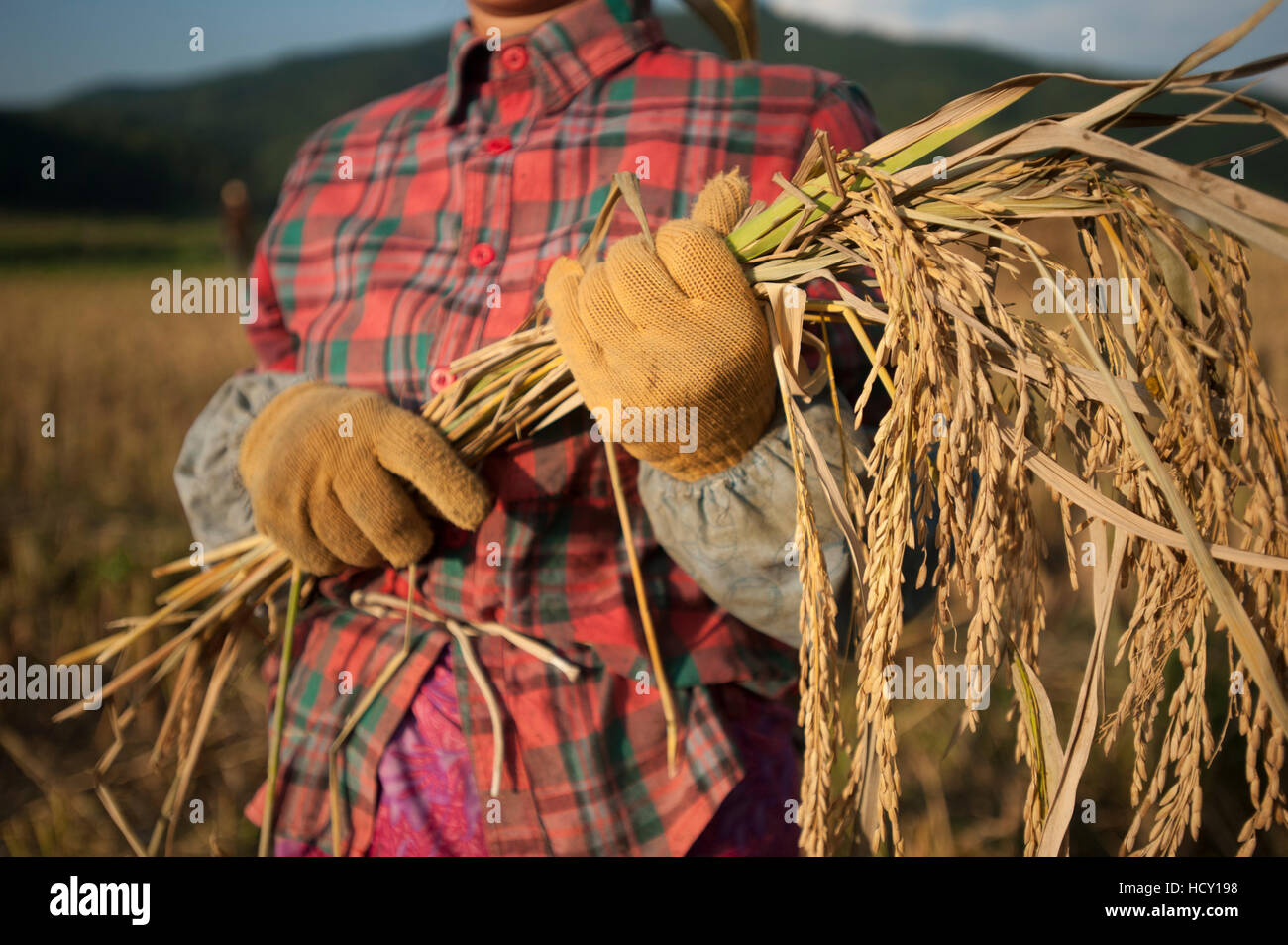 Una donna di raccolti di riso a mano con un falcetto, nella provincia dello Yunnan in Cina Foto Stock