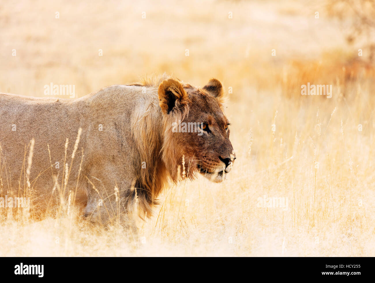 Giovani lion (Panthera leo), Kgalagadi Parco transfrontaliero, il Kalahari, Northern Cape, Sud Africa e Africa Foto Stock