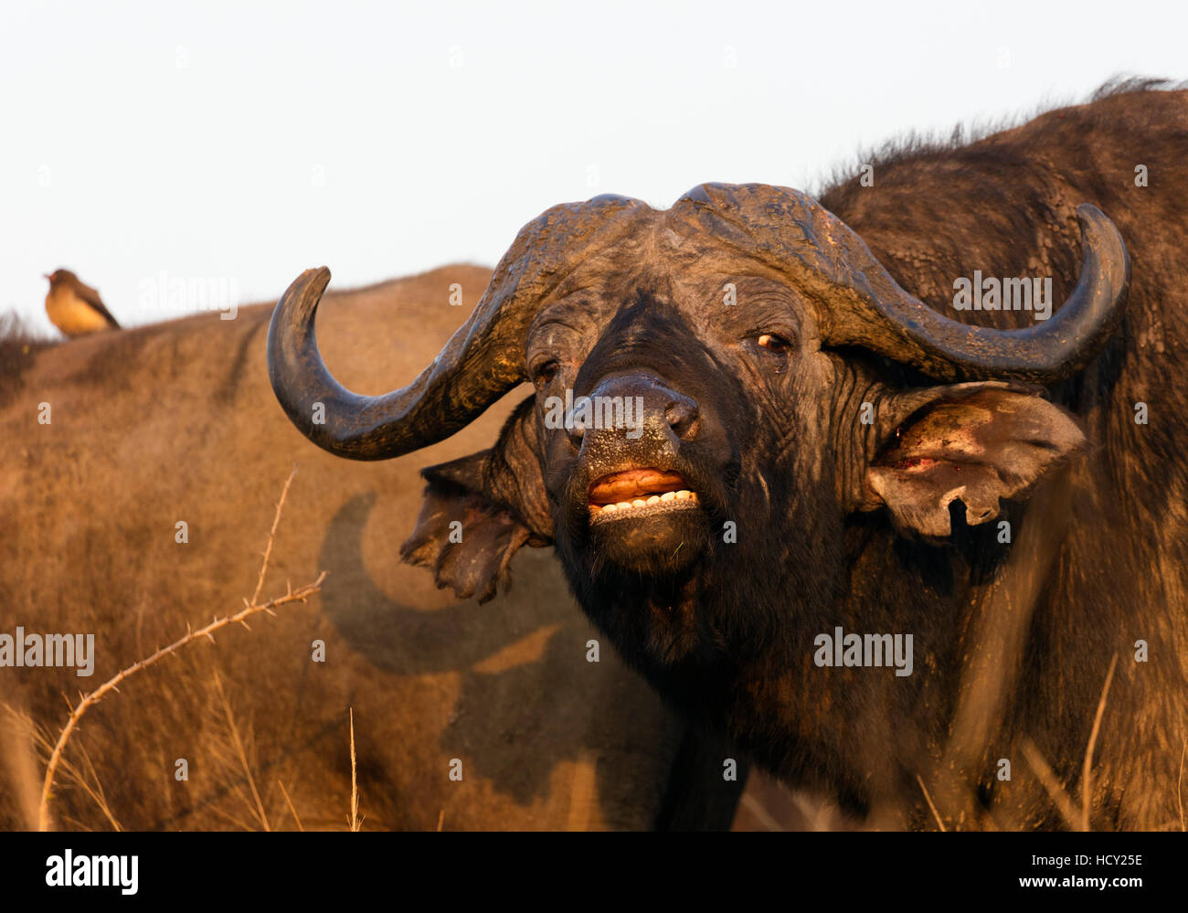 Buffalo (Syncerus caffer), Hluhluwe-Imfolozi Park, Kwazulu-Natal, Sud Africa e Africa Foto Stock
