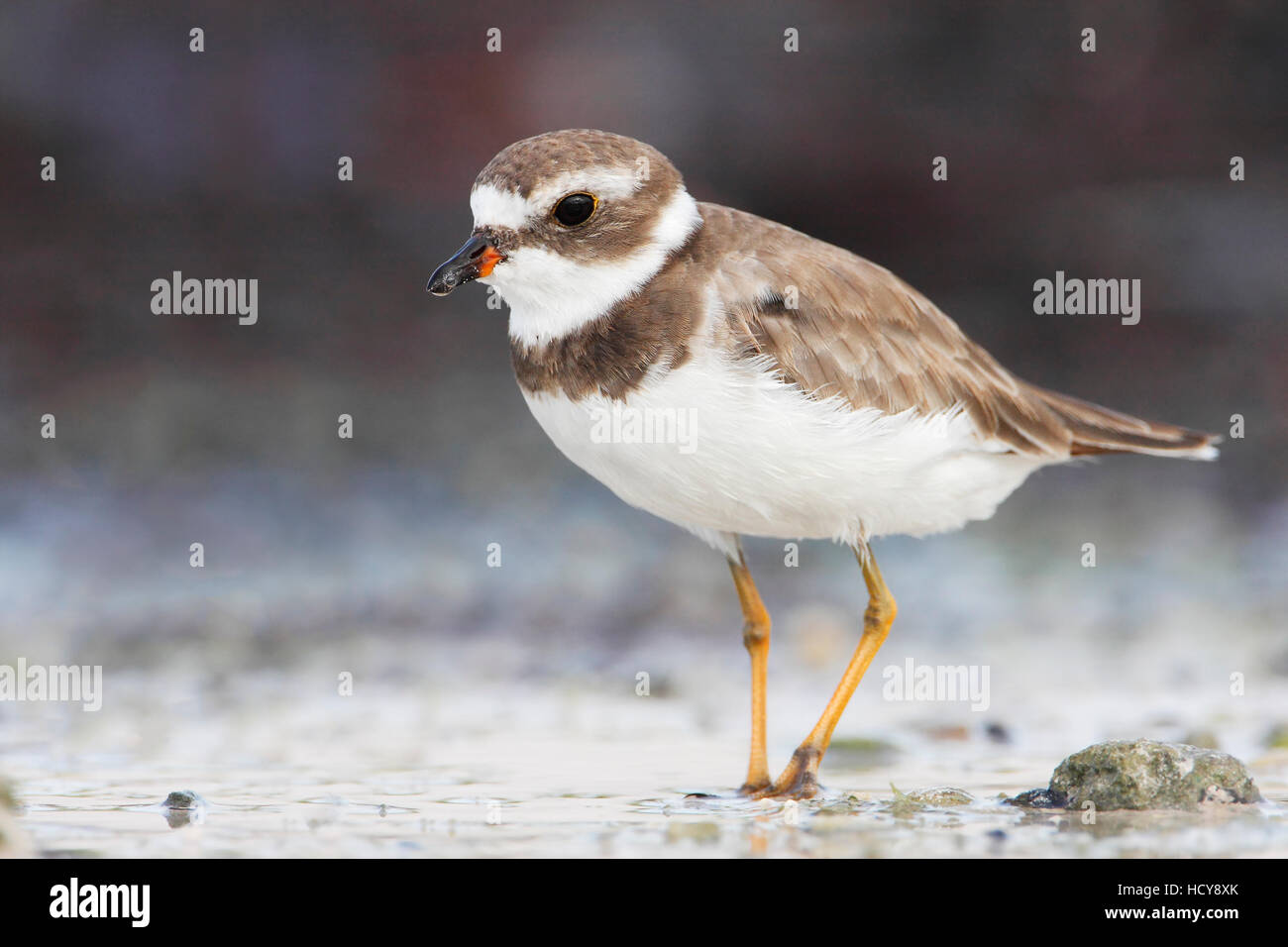 Semipalmated plover (Charadrius semipalmatus) sulla spiaggia, Curry amaca parco statale, Florida, Stati Uniti d'America Foto Stock