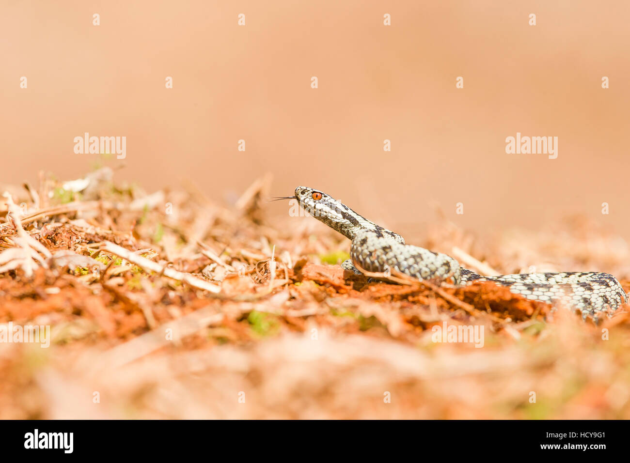 Il sommatore crogiolarsi al mattino presto sun. Foto Stock