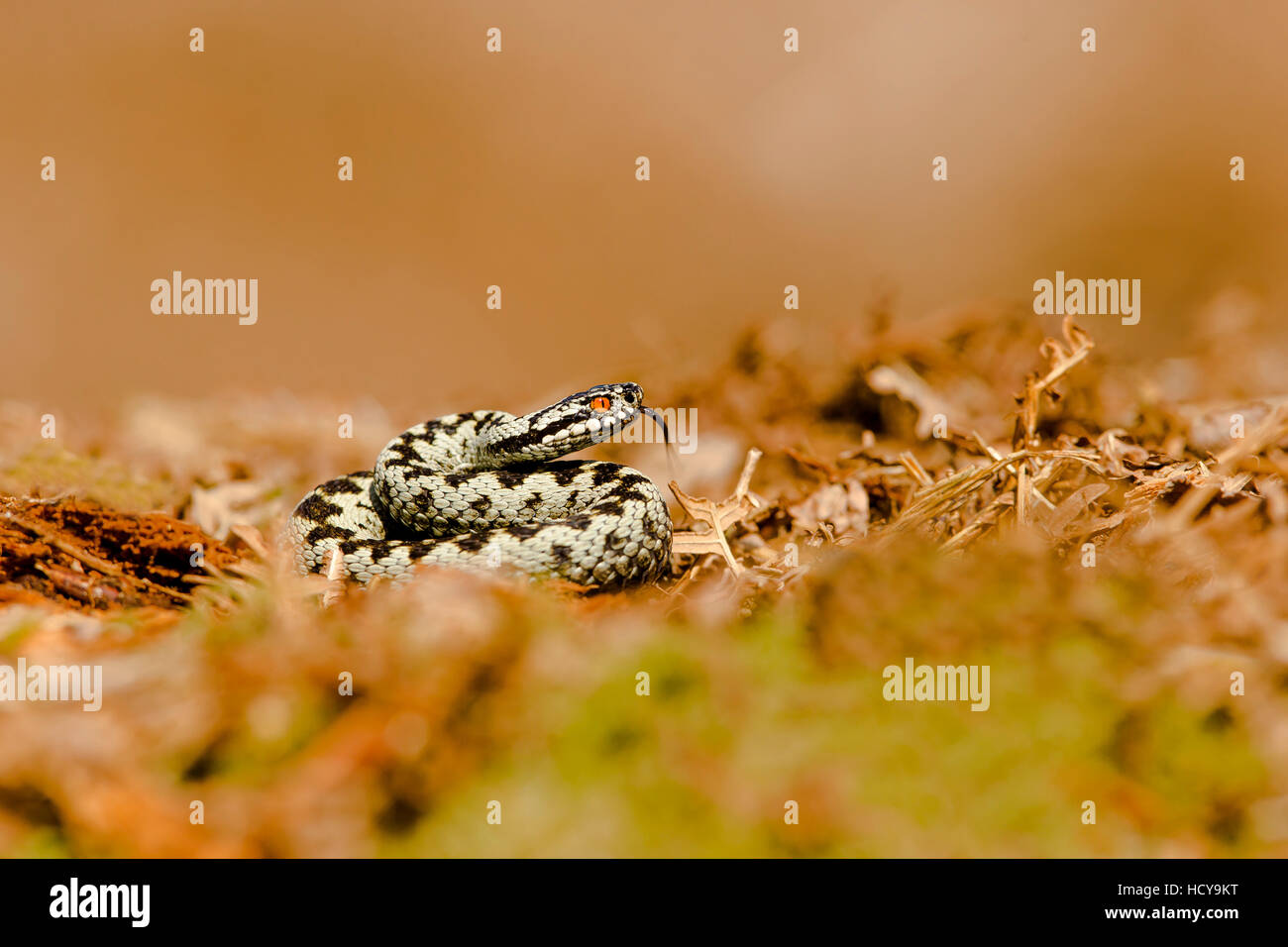 Il sommatore crogiolarsi al mattino presto sun. Foto Stock