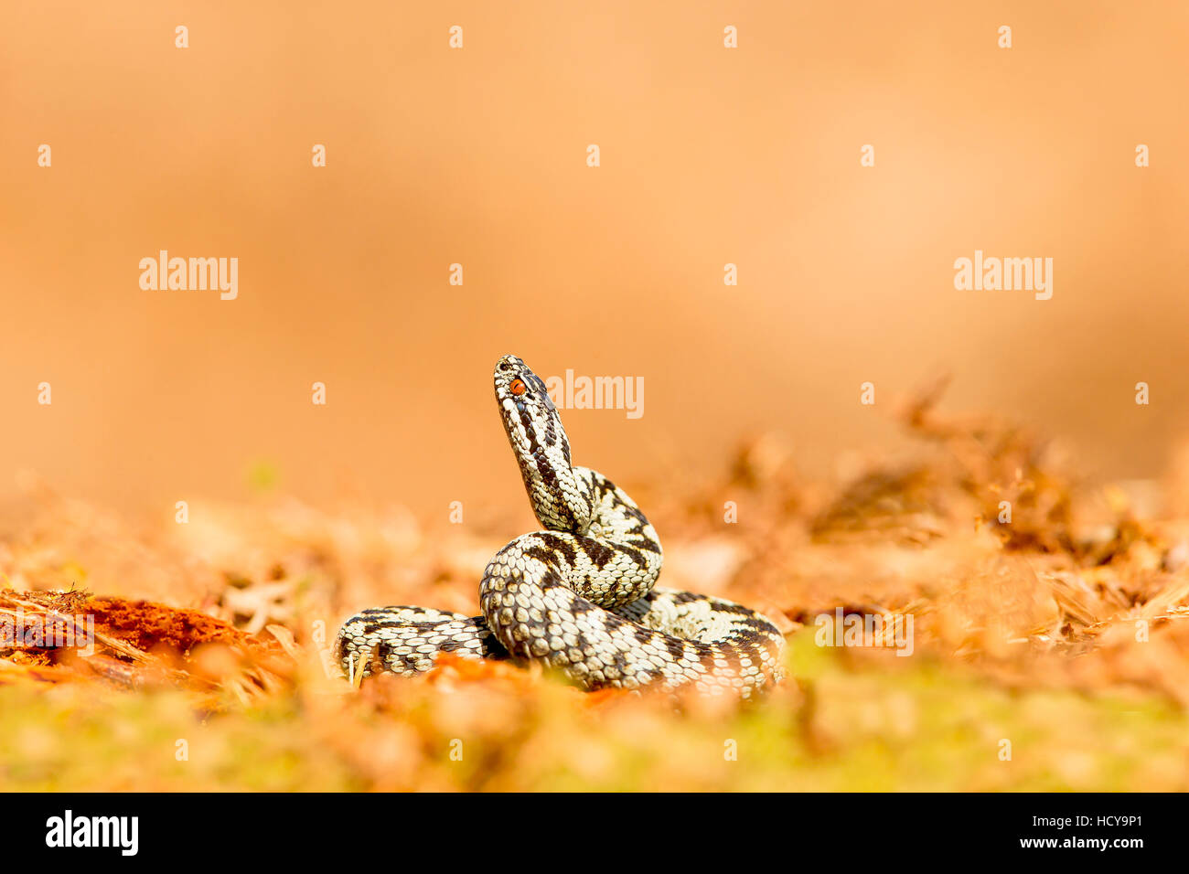 Il sommatore crogiolarsi al mattino presto sun. Foto Stock